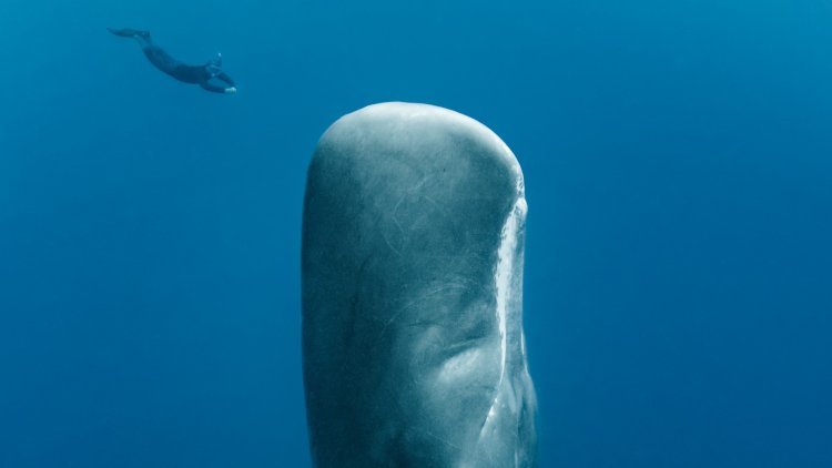 How First Contact With Whale Civilization Could Unfold