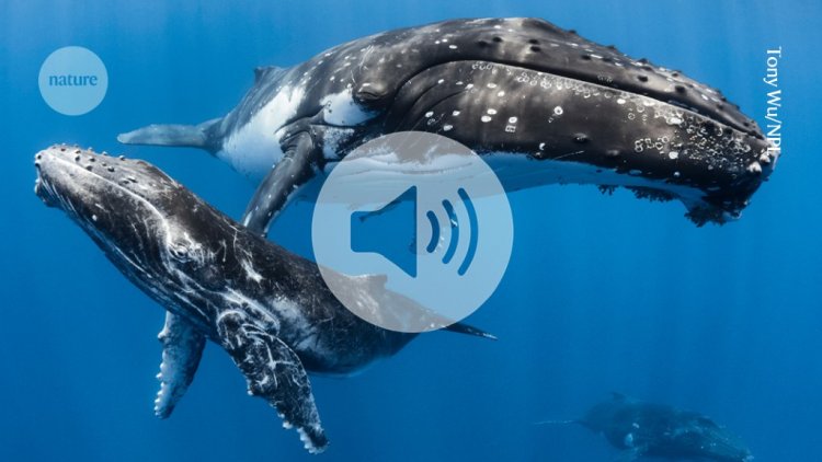 How whales sing without drowning, an anatomical mystery solved