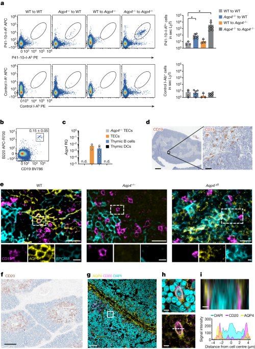 B cells orchestrate tolerance to the neuromyelitis optica autoantigen AQP4