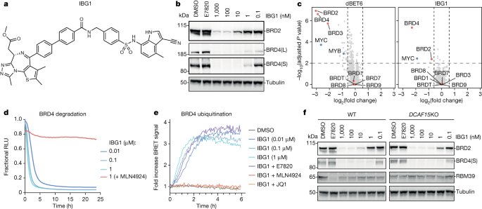 Targeted protein degradation via intramolecular bivalent glues