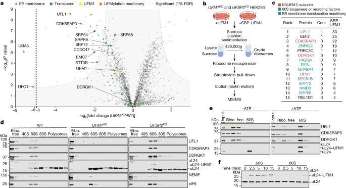 UFM1 E3 ligase promotes recycling of 60S ribosomal subunits from the ER