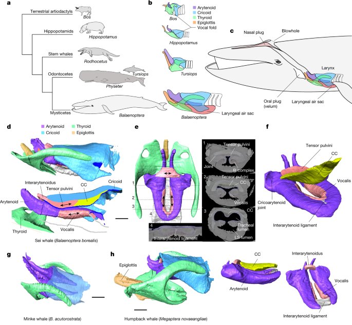 Evolutionary novelties underlie sound production in baleen whales