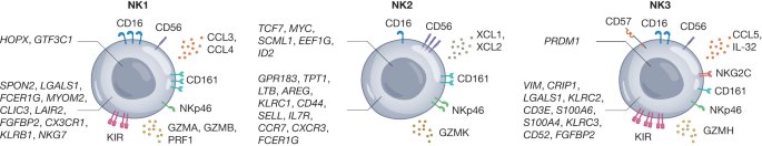 Natural killer cell therapies