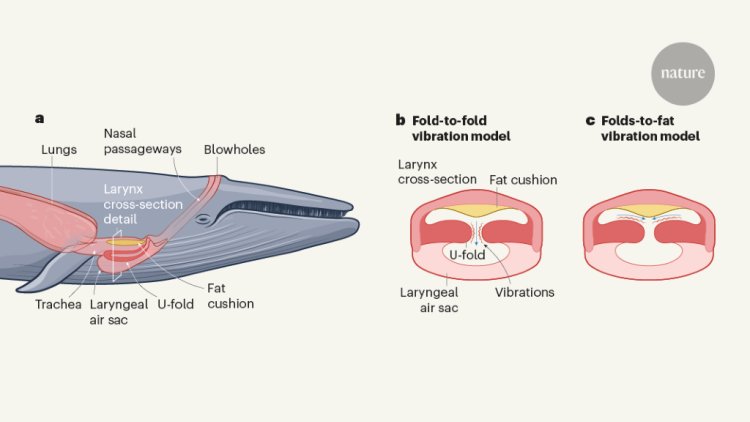 An innovative way for whales to sing