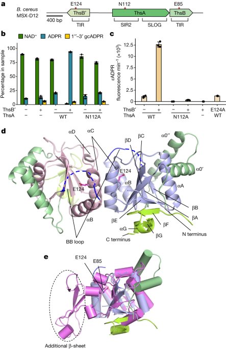 Activation of Thoeris antiviral system via SIR2 effector filament assembly