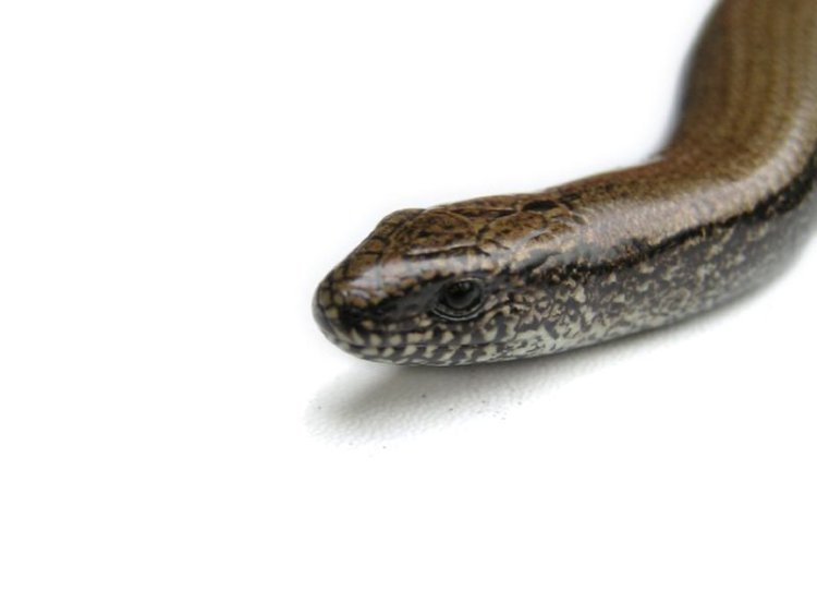 Is a 'Universal' Snake Venom Antidote Near?