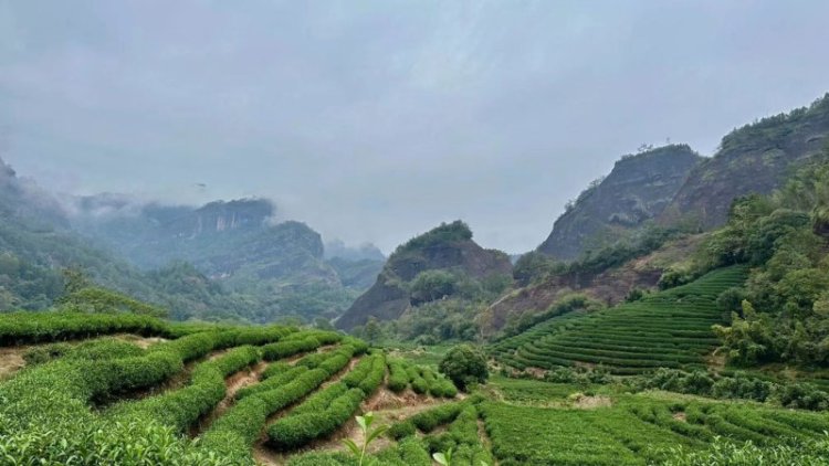 Mixing up root microbes can boost tea’s flavor