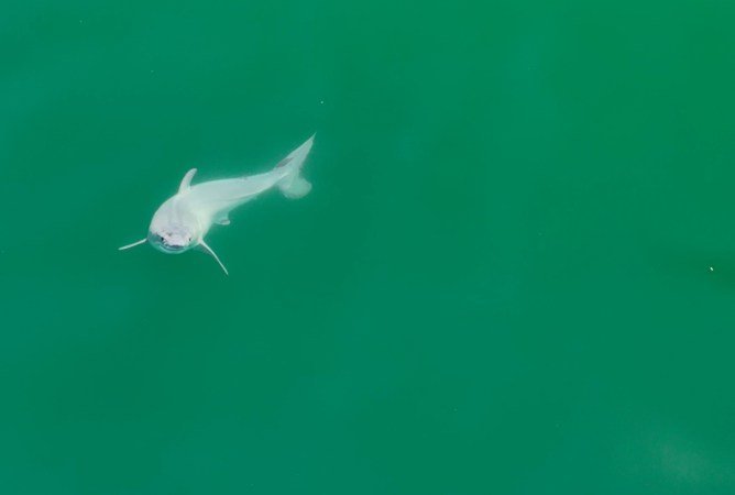 Does this drone image show a newborn white shark? Experts aren’t sure