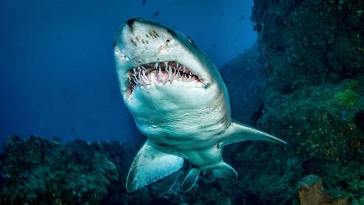 Shark Teeth Are Time Machines