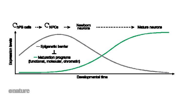 Mechanisms guiding the slow pace of maturation in human neurons uncovered