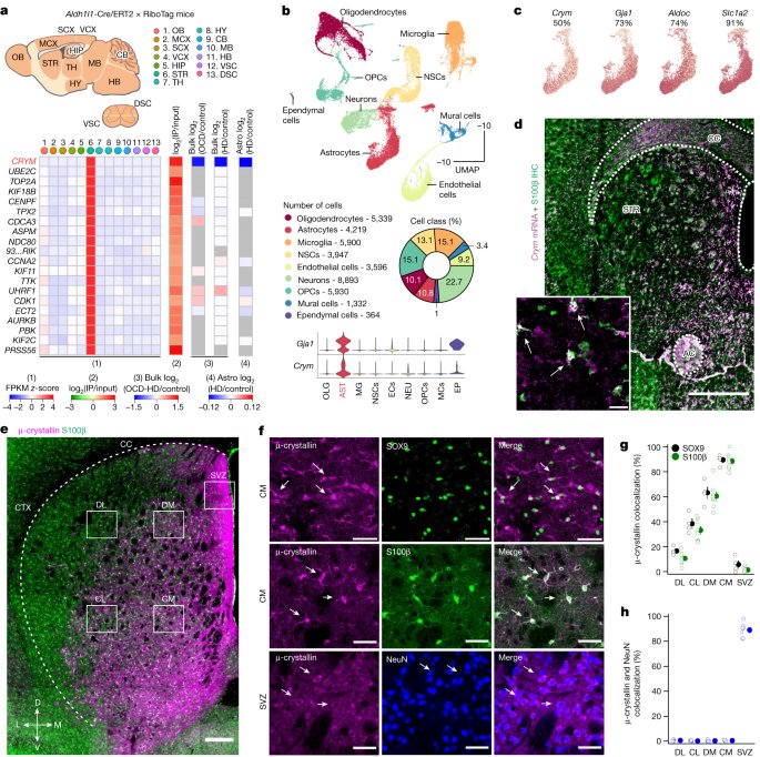 <i>Crym</i>-positive striatal astrocytes gate perseverative behaviour