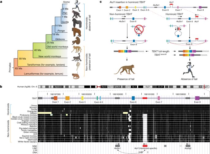 On the genetic basis of tail-loss evolution in humans and apes