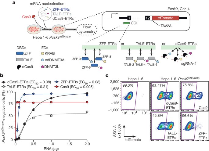 Durable and efficient gene silencing in vivo by hit-and-run epigenome editing