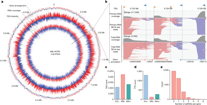 Incomplete transcripts dominate the <i>Mycobacterium tuberculosis</i> transcriptome