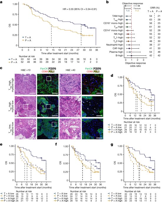 Anti-TIGIT antibody improves PD-L1 blockade through myeloid and T<sub>reg</sub> cells