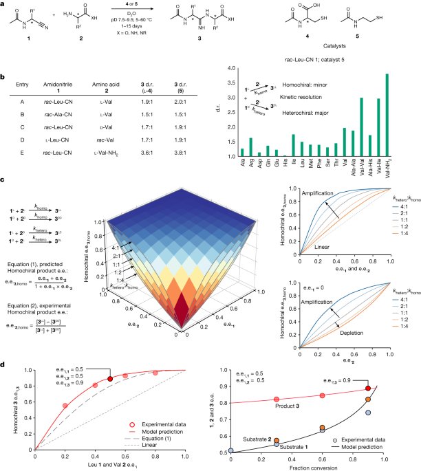 Symmetry breaking and chiral amplification in prebiotic ligation reactions