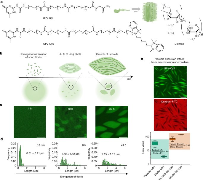 Supramolecular polymers form tactoids through liquid–liquid phase separation