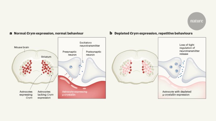 Non-neuronal brain cells modulate behaviour