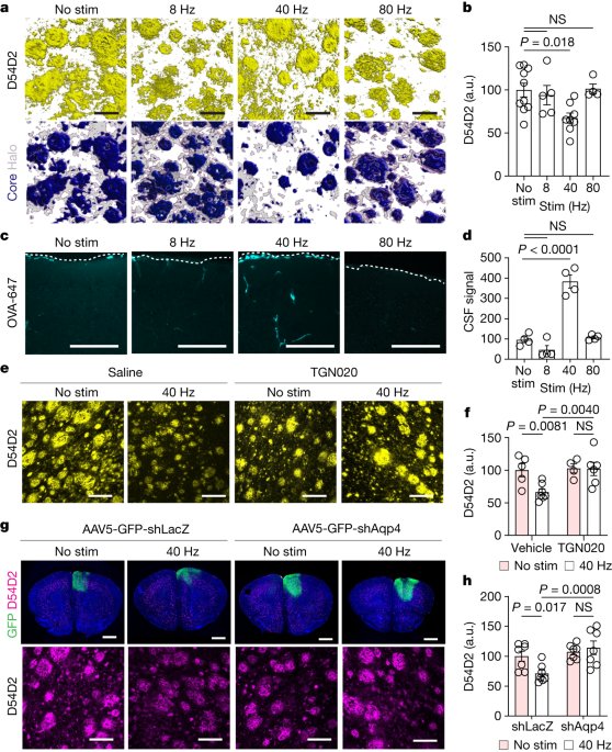 Multisensory gamma stimulation promotes glymphatic clearance of amyloid