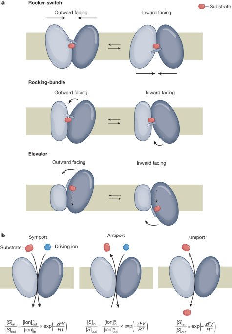 Ion and lipid orchestration of secondary active transport