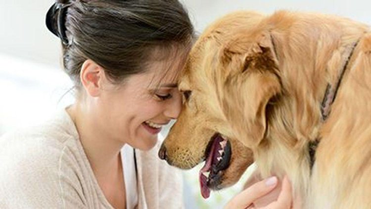 Service Dogs May Lessen Seizure Frequency in Folks With Epilepsy