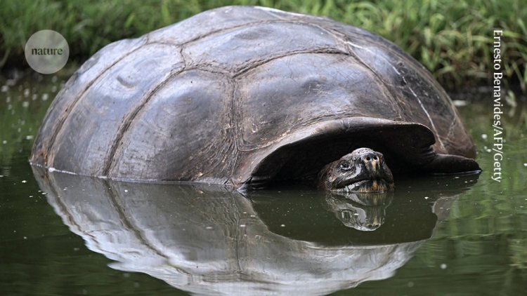 Galapagos giant tortoises were supersized before arrival