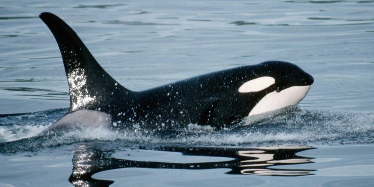 A single orca killed a great white shark in a shocking 2 minutes. This hunting behavior could mean problems for the fishing industry and tourism.