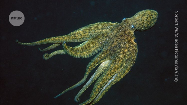 Oldest known animal sex chromosome evolved in octopuses 380 million years ago