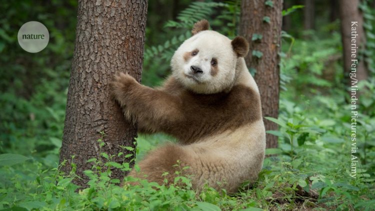 Genetics solves mystery of rare brown pandas after 40 years