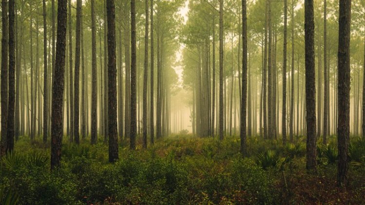 Forests might serve as enormous neutrino detectors 