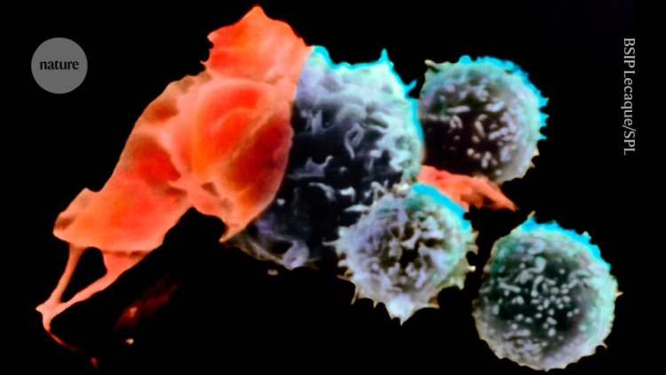 First cell therapy for solid tumours heads to the clinic: what it means for cancer treatment