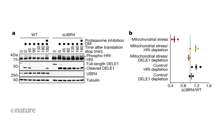 Dysregulated cellular stress management becomes a source of stress