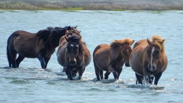 Male mammals aren’t always bigger than females