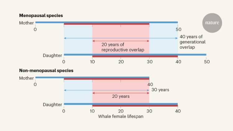 Whales make waves in the quest to discover why menopause evolved