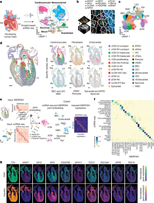 Spatially organized cellular communities form the developing human heart