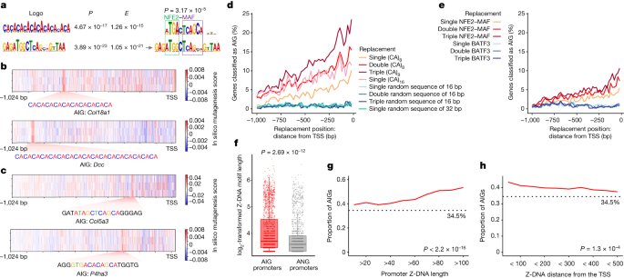 AIRE relies on Z-DNA to flag gene targets for thymic T cell tolerization