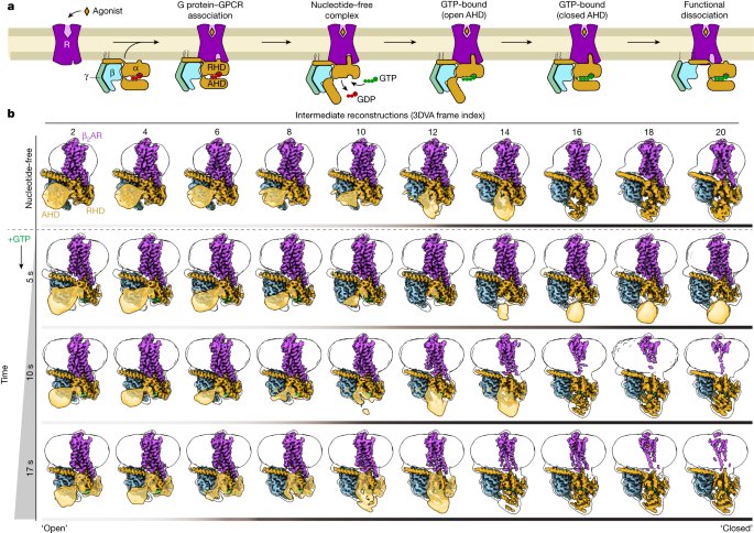 Time-resolved cryo-EM of G-protein activation by a GPCR