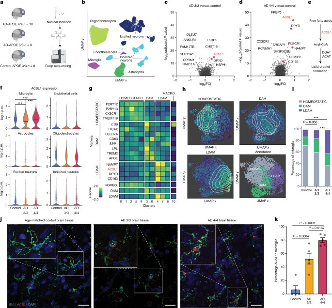 APOE4/4 is linked to damaging lipid droplets in Alzheimer’s disease&#xa0;microglia