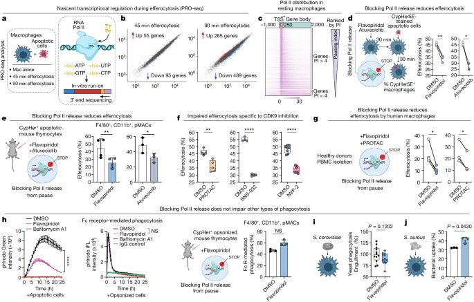 Rapid unleashing of macrophage efferocytic capacity via transcriptional pause release