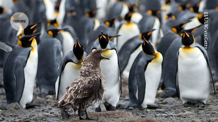 Bird-flu threat disrupts Antarctic penguin studies