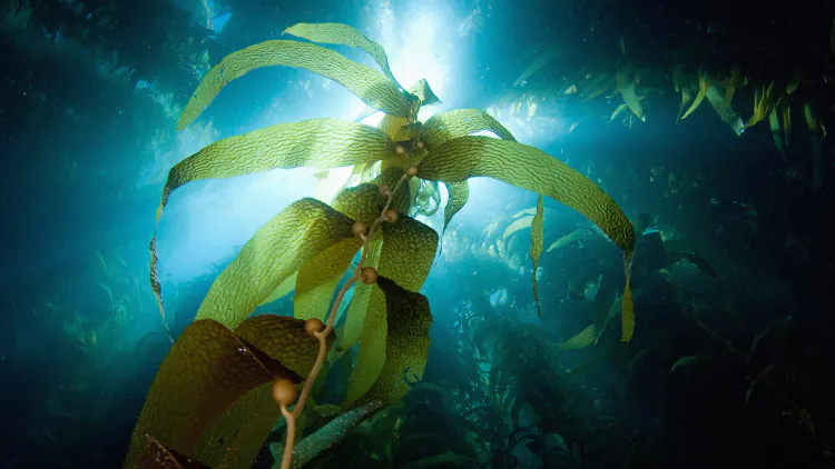 Scientists Are Trying to Mine Seaweed