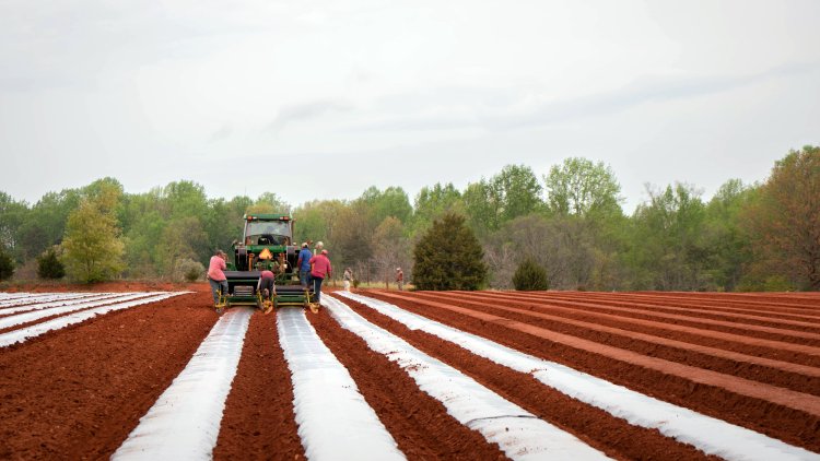 Giant Heaps of Plastic Are Helping Vegetables Grow