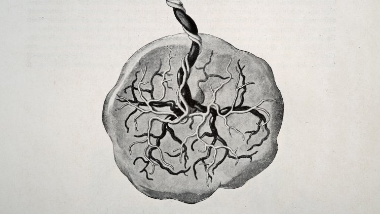 The Most Overlooked Organ in the Human Body