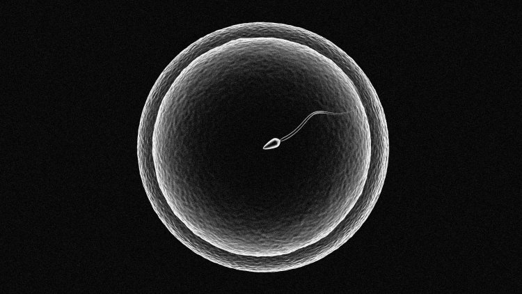 How Can You Part With the Embryo That Could Have Been Your Child?