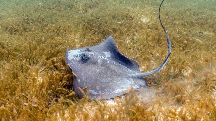 Stingrays Are a Bigger Threat Than Sharks