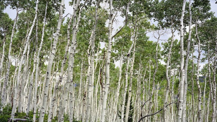 The Magic of Old-Growth Forests