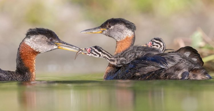 The 2024 Audubon Photography Awards