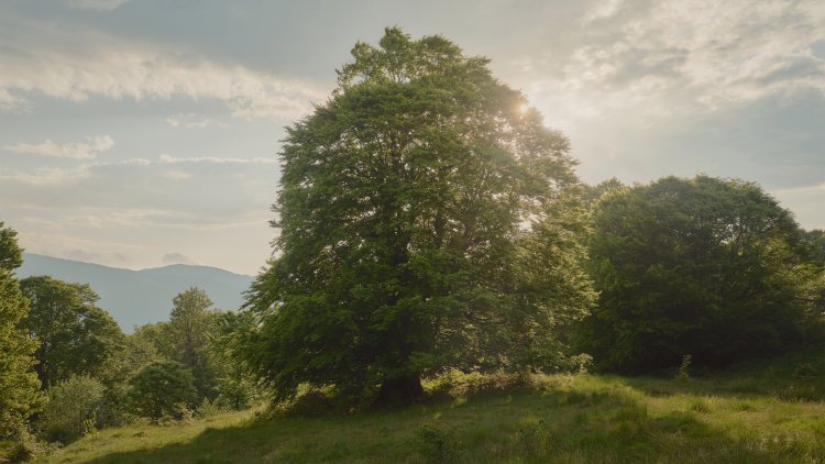 Beech Trees Are Masters of Coordination