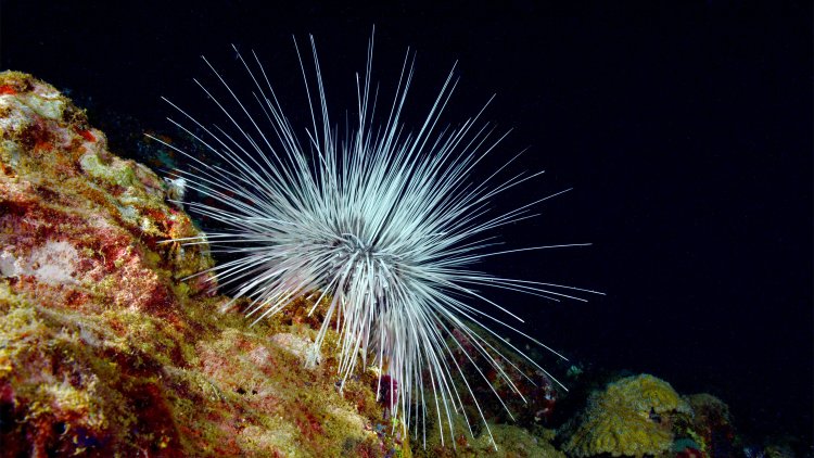 An Army of Sea Urchins Could Help Save Coral Reefs