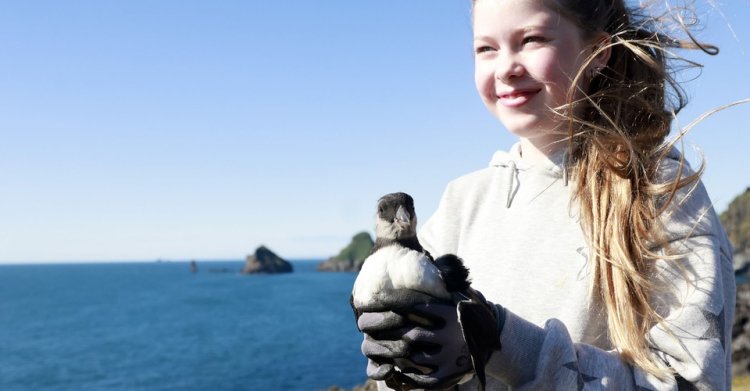 Iceland’s Puffling Rescuers